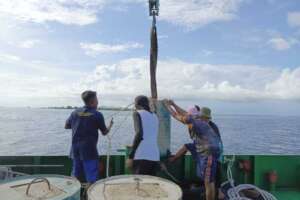 Preparing the sinkers for the mooring buoys