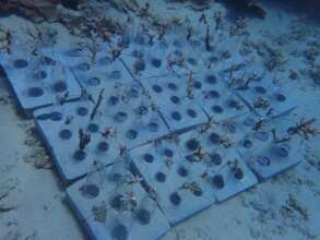 Coral fragments on the rehabilitation structures
