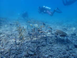 Reef rehabilitation efforts