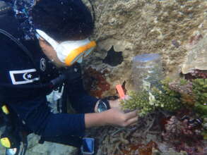 Coral spawning monitoring in Redang Island