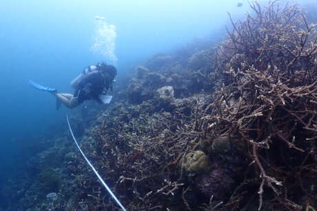 Protect Coral Reefs in Malaysia