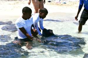 Stingray Encounter