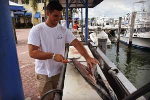 Cleaning and packaging fish to be donated