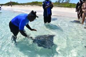 Bimini Program Stingray Encounter