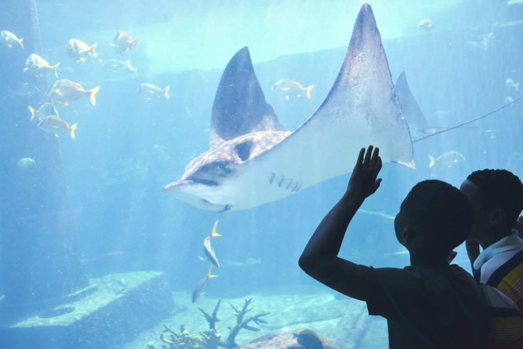 Admiring the stingrays