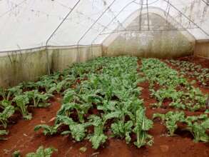 Spinach in our greenhouse in rural Murang'a