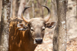 Endangered Gaur often hunted for meat