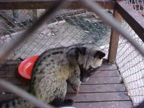 Civet for sale in the market