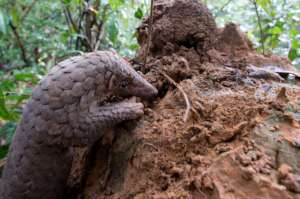 The most trafficked mammal in the world