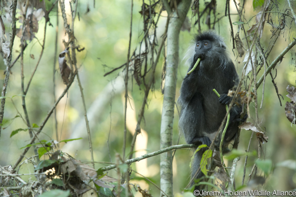 Help stop bushmeat consumption in Cambodia