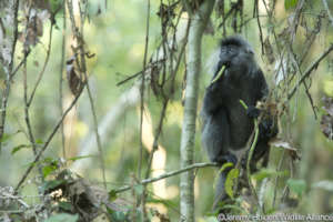 Help stop bushmeat consumption in Cambodia