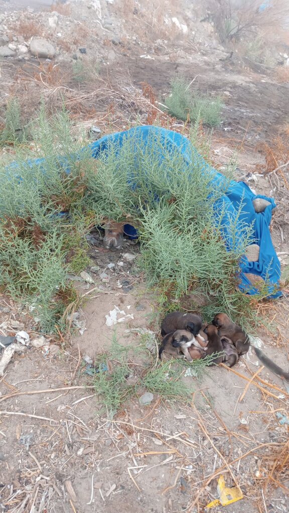 Rescue-mother and her puppies in cleanup campaign