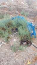 Rescue-mother and her puppies in cleanup campaign