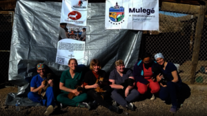 Veterinary students Colorado State University