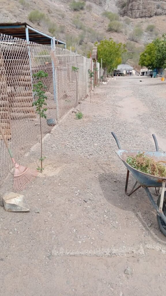Planting trees - shade in the future