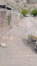 Planting trees - shade in the future