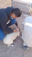 Rabies vaccination