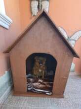 dogs houses