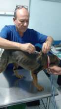 Veterinary care for newly rescued animals