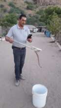 Relocation of snake