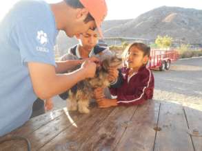 Veterinary attention and education