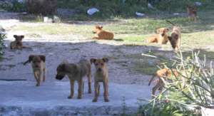 Community Dogs