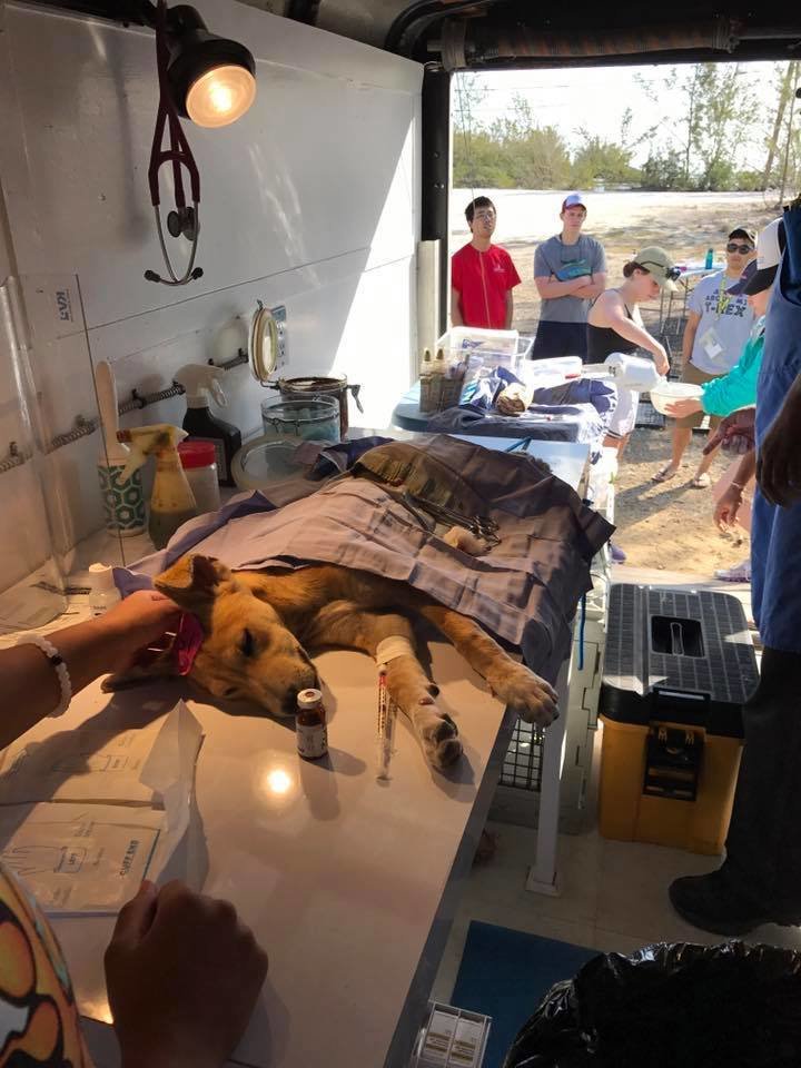 Spay/Neuter Clinic In Andros , Bahamas