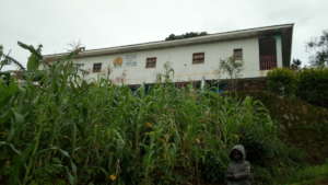 Maize grown around teh school