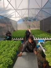 hydroponic lettuce production