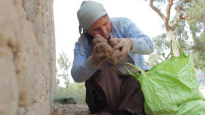 Potato harvest