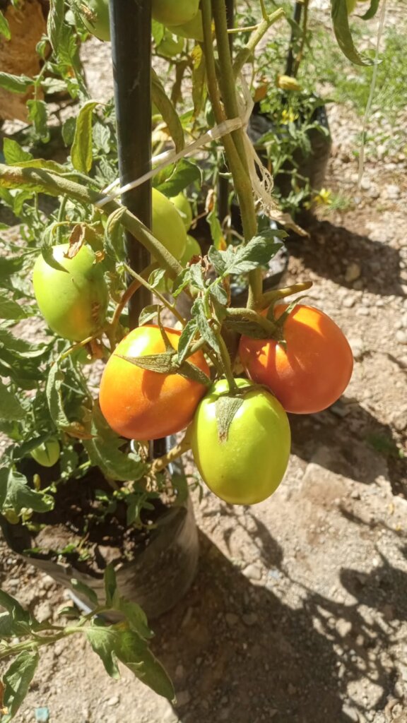 tomato production
