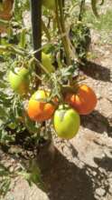 tomato production