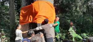 Monks blessed the trees to protect them