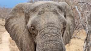 Our African Elephant Taking A Safe Stroll