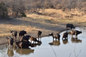 Buffalo Herd Karongwe