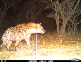 Hyena Camera Traps