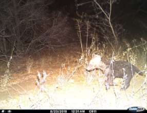 Hyena Cub on Camera Trap