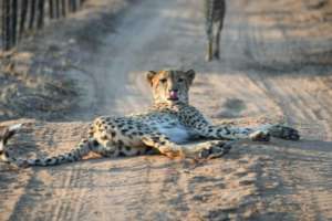 Male Cheetah