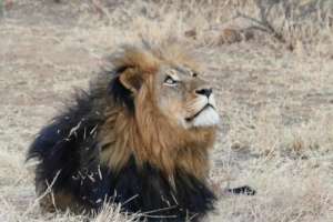 Male Lion
