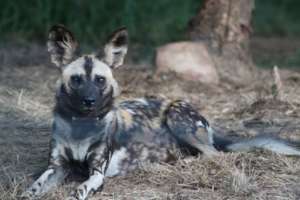 Wild Dog Male