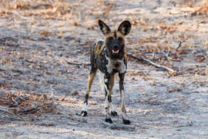 Wild Dog