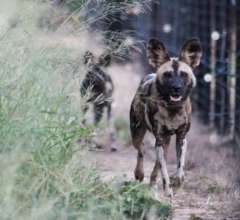 Wild Dogs in Boma
