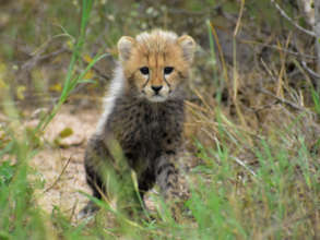 Hello to Cheetah Cub