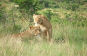 Protecting the Big 5 in South Africa