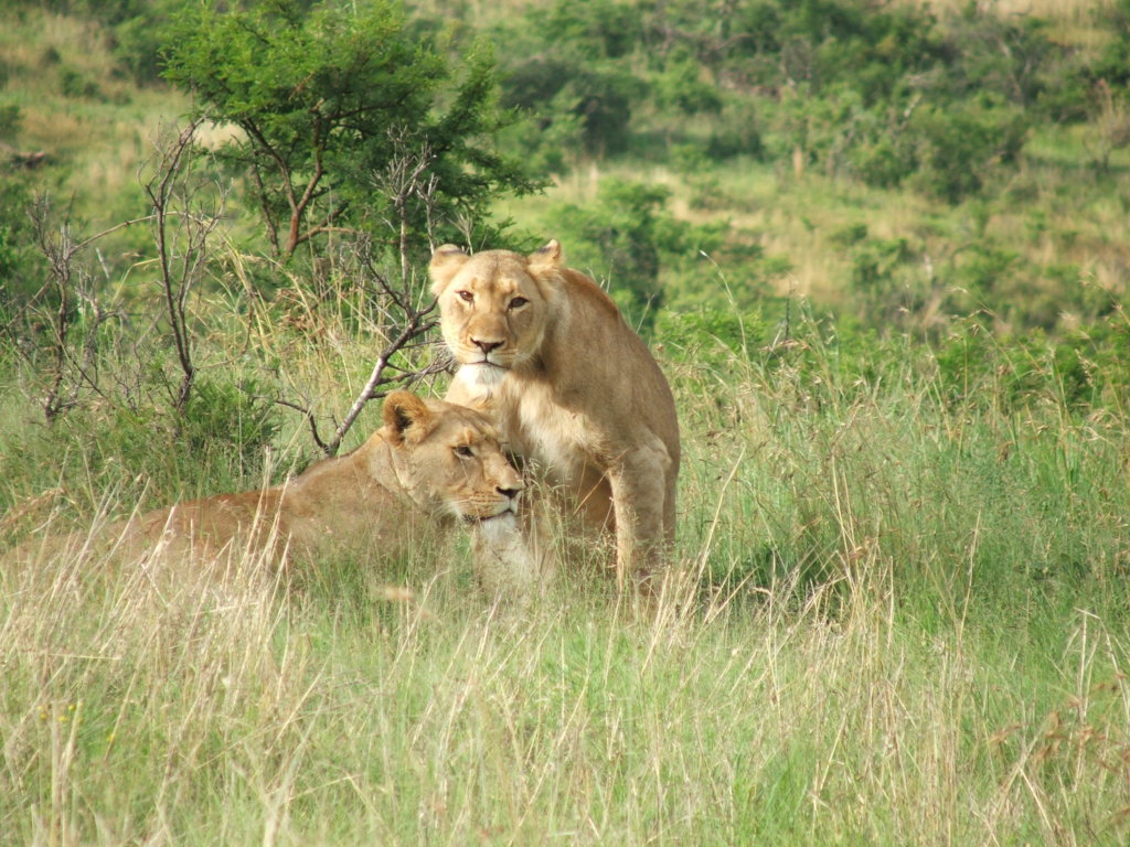 Protecting the Big 5 in South Africa