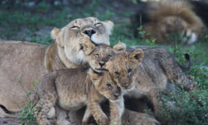 Preserve Big Cats in South Africa