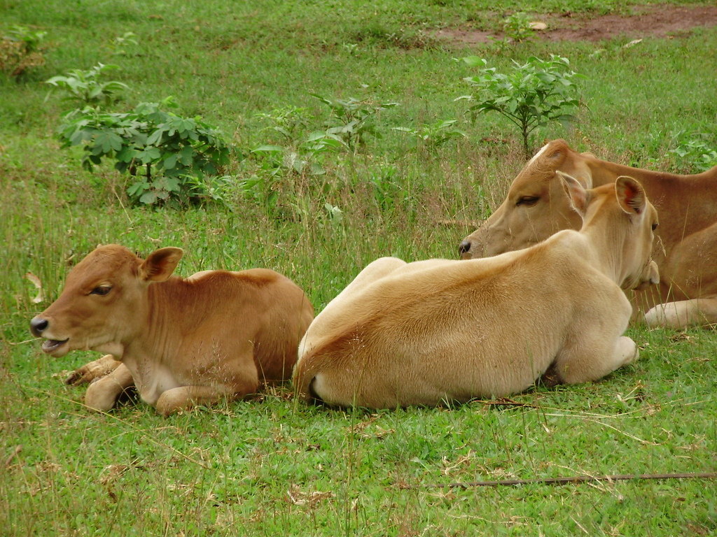 Micro-credit for disadvantaged farmers in Laos