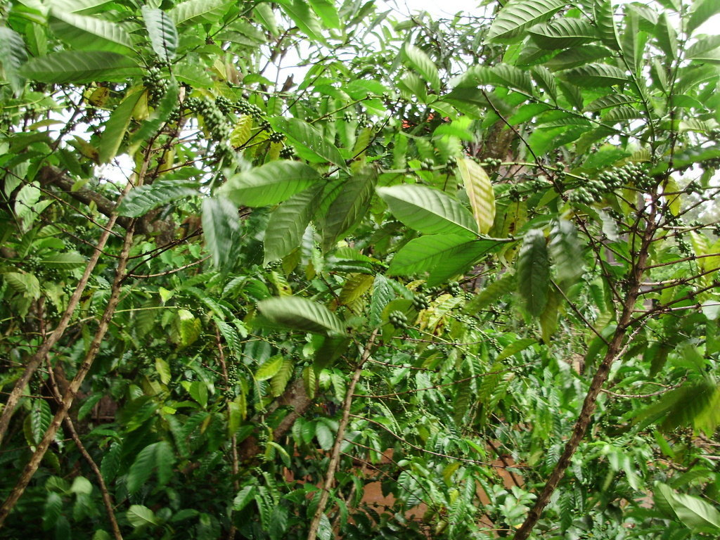Micro-credit for disadvantaged farmers in Laos