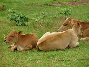 Cows