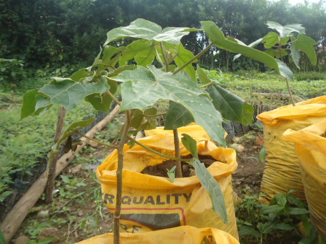 Sustaining the future of Agriculture in Kanungu